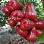 Red Wax Jambu Tree | 30-36 Inches Live Tropical Fruit Tree Plant | Crisp, Sweet Bell Fruit Variety for Home Gardens & Patios | No Ship to CA,HI,AK