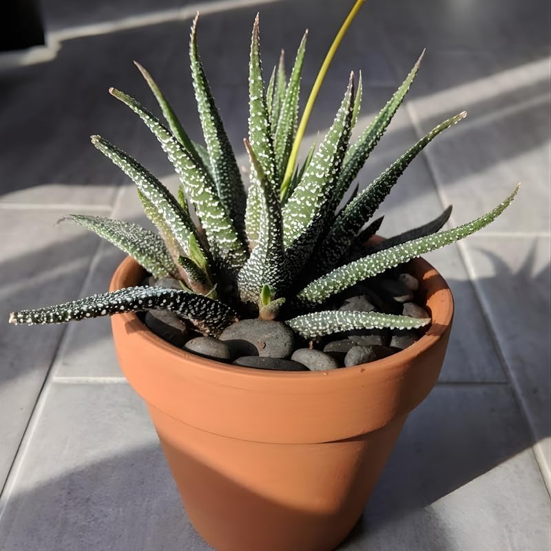 Haworthia Succulent Plant, Zebra Cactus Succulent, 2" Pot, Easy Care Indoor Greenery, Unique Striped Foliage for Home and Office Décor