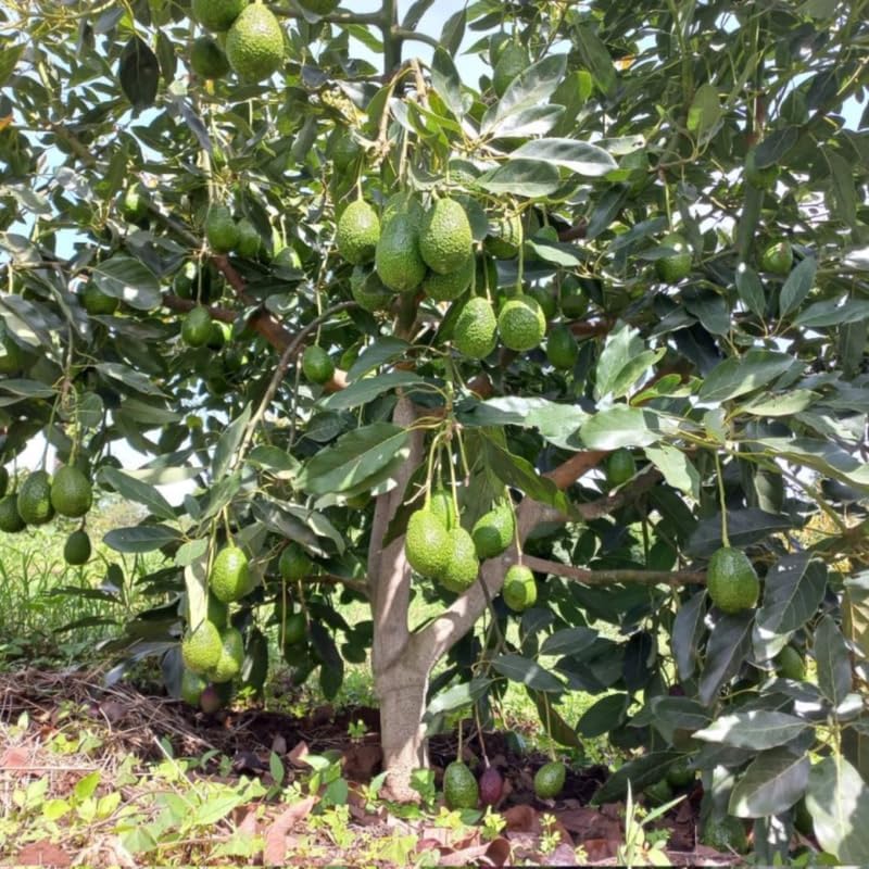 Large HASS Avocado Trees Live Plants | 2.5–3 Ft Tall Potted Plant | Hardy Fruit-Bearing Tree for Indoor and Outdoor Growing | No Ship to CA,HI,AK