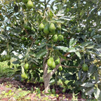 Large HASS Avocado Trees Live Plants | 2.5–3 Ft Tall Potted Plant | Hardy Fruit-Bearing Tree for Indoor and Outdoor Growing | No Ship to CA,HI,AK