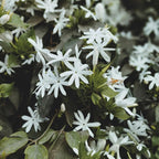 Confederate Jasmine Live Plant, 8 Inch Tall Starter, Fragrant White Flowering Vine for Trellises and Fences