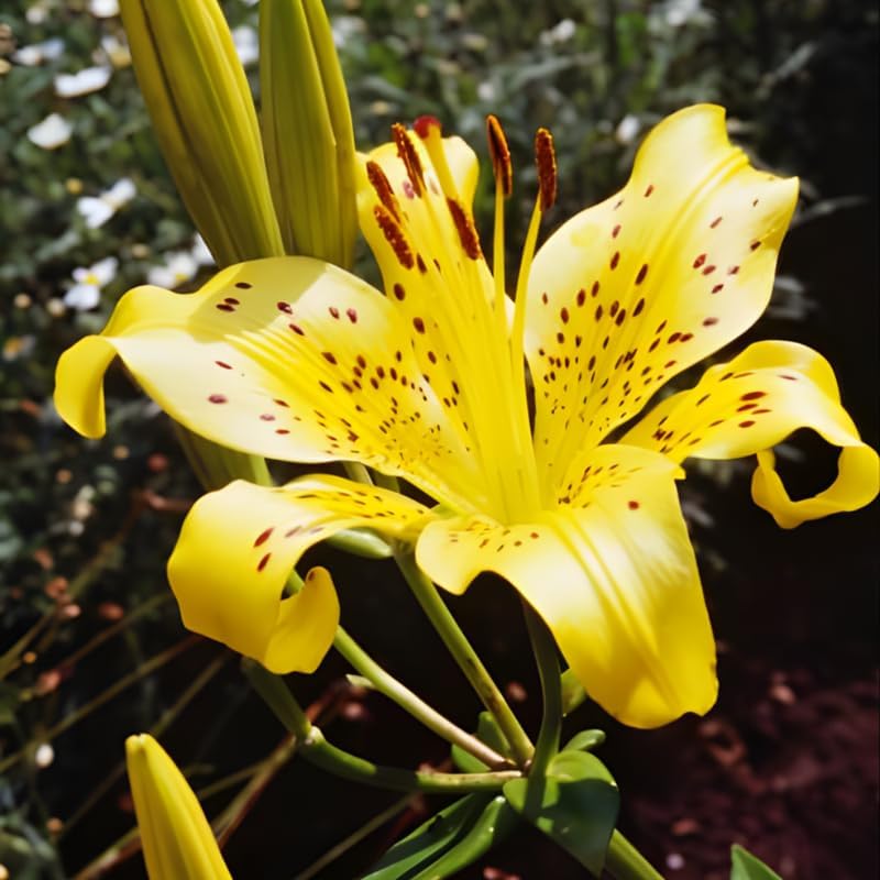 4 Mixed Asiatic Lily Bulbs, Easy Care Flowering Perennial, Low Maintenance Flowering Bulbs for Sunny Outdoor Spots