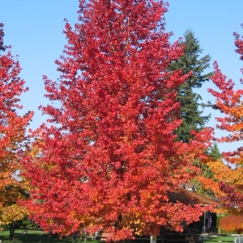 10 Sweet Gum Tree Tree Live Plants | 1-2ft Bare Root Seedlings | Low Maintenance Shade Tree | Well-Rooted Native Plants