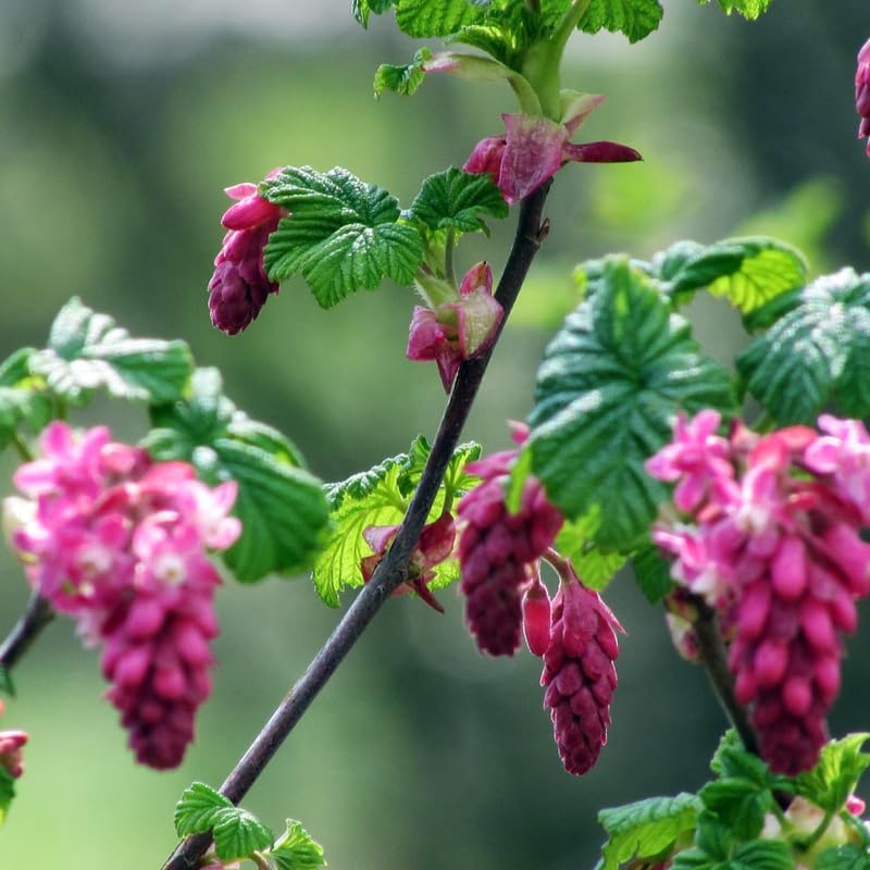 Flowering Currant Live Plant, 7 Inch Tall Bare Root Starter, Pink Spring Blooming Shrub for Garden Borders