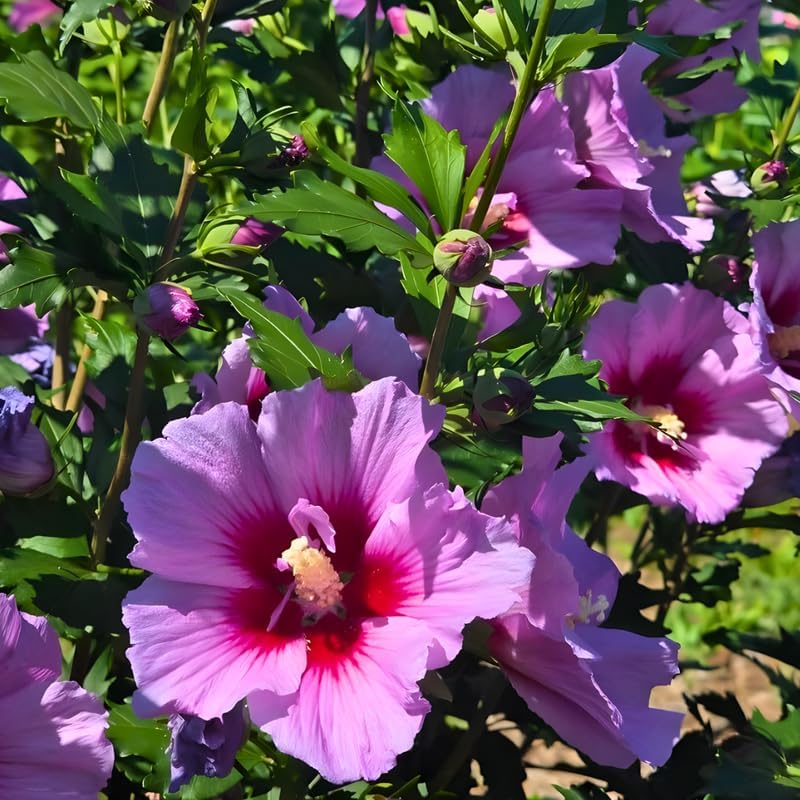 Set of 2 Purple Hibiscus Rose of Sharon Tree for Planting | 12–18 Inch Tall | Rose of Sharon Flowering Trees for Outdoor Gardens, Privacy Screens & Seasonal Color