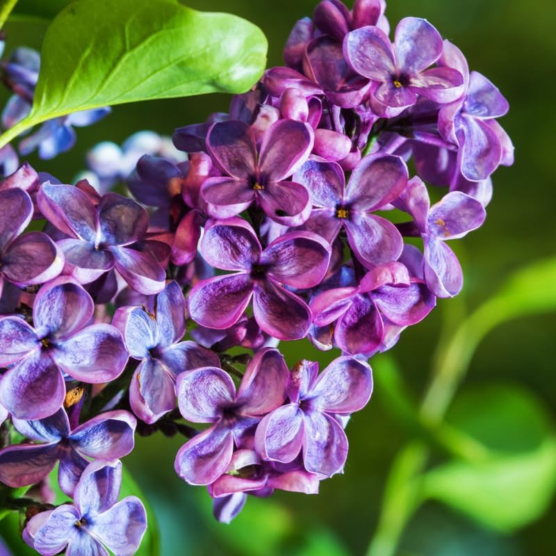 Purple Lilac Bush Live Plant, 8-12" Tall in Medium Size Pot, Fragrant Lilac Tree, Cold Hardy, Low Maintenance, Ready to Plant for Outdoor Garden