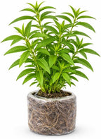 Lemon Verbena Live Plant, 4-Inch Tall Edible Herb, Non-GMO, Fast-Growing, Lemon Verbena Plant for Garden Beds or Containers