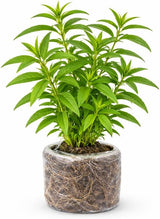 Lemon Verbena Live Plant, 4-Inch Tall Edible Herb, Non-GMO, Fast-Growing, Lemon Verbena Plant for Garden Beds or Containers