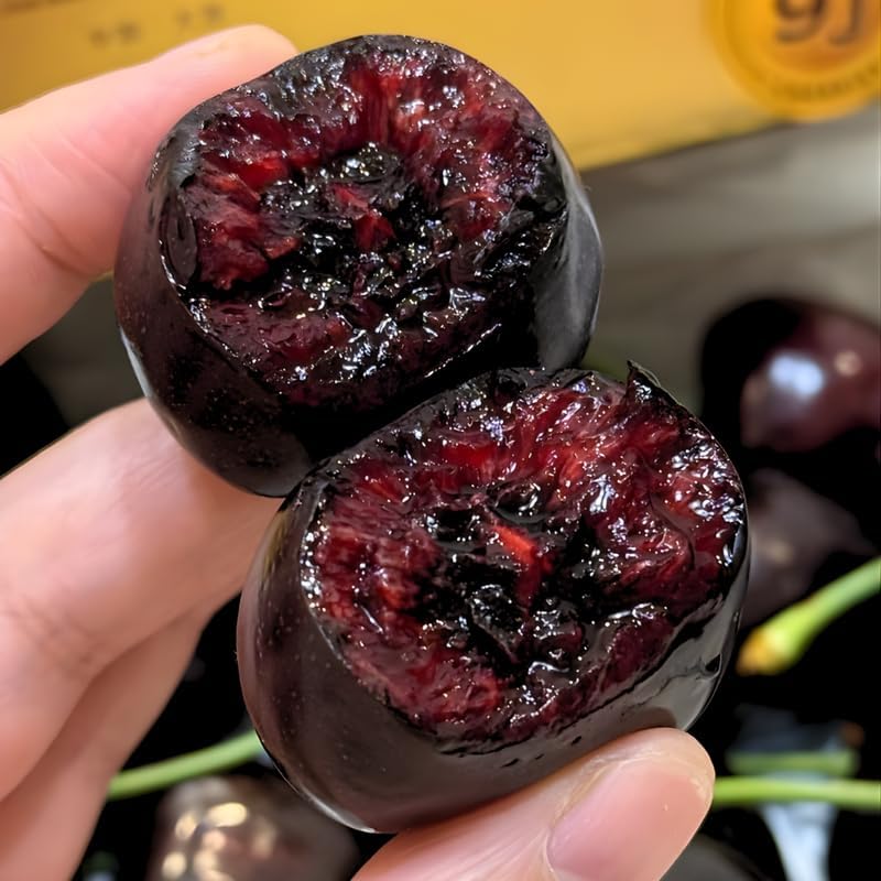 2 Black Cherry Trees Live Plant| Fruit Tree 2–3 Ft Tall | Outdoor Sweet Cherry Fruit Tree for Garden, Yard & Open Spaces