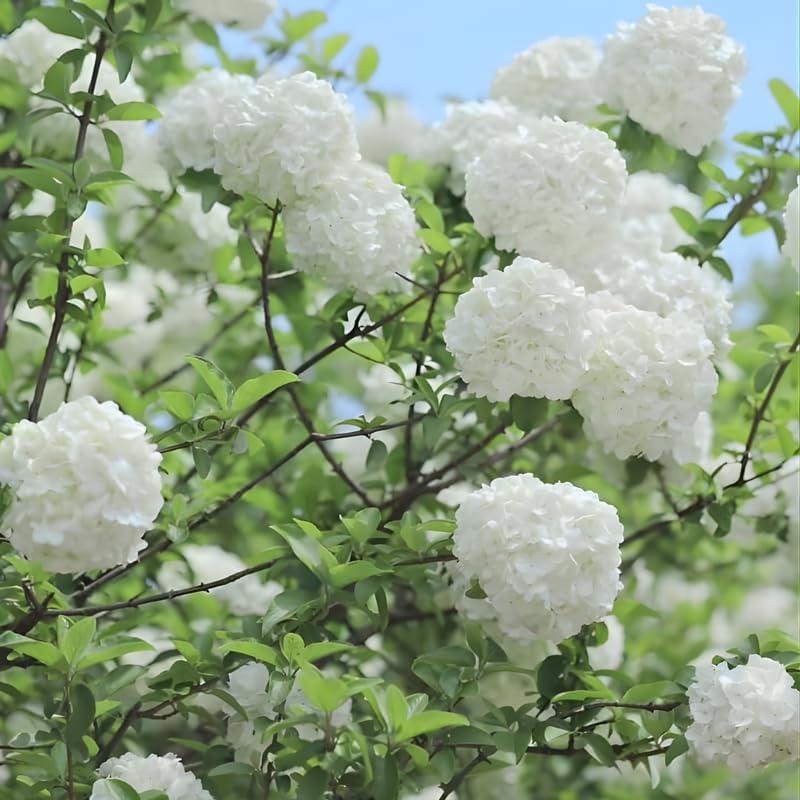 2 Snow Ball Bush Live Plants | Viburnum Live Plant for Gardens | 1–2 Ft Tall Bare Root Plants | Suitable for Yard Growing and Seasonal Flower Display