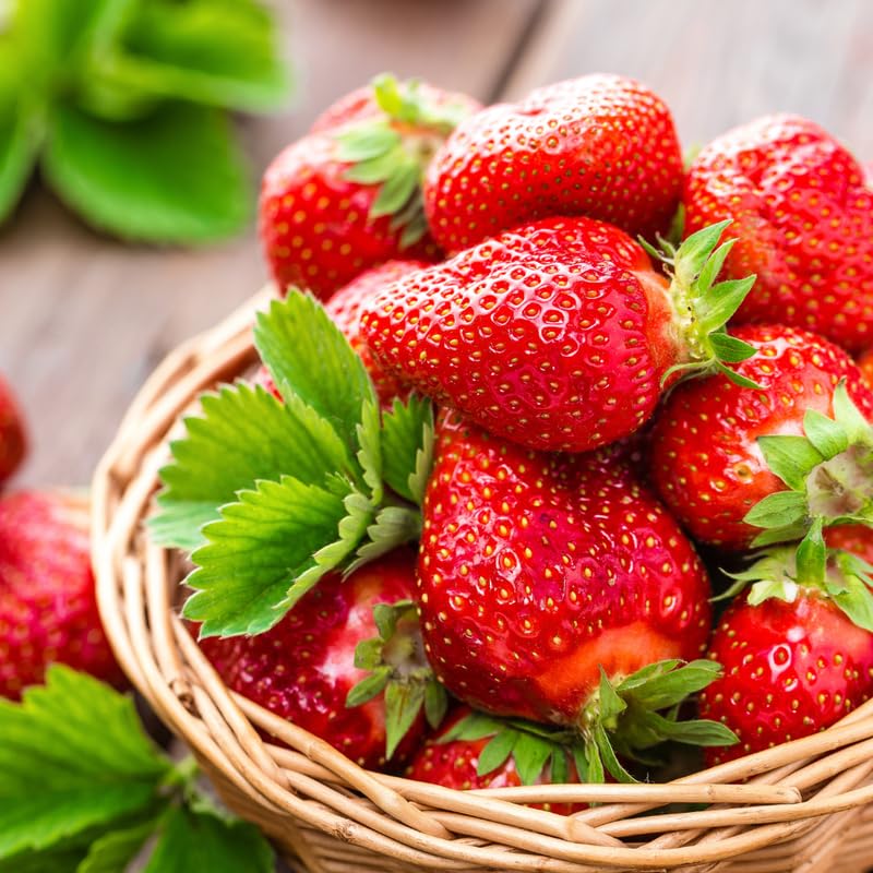 Strawberry Roots for Planting, Sparkle Strawberry, 50 Per Pack, Large Fruit Bearing Perennial, Junebearing Plants for Backyard and Garden