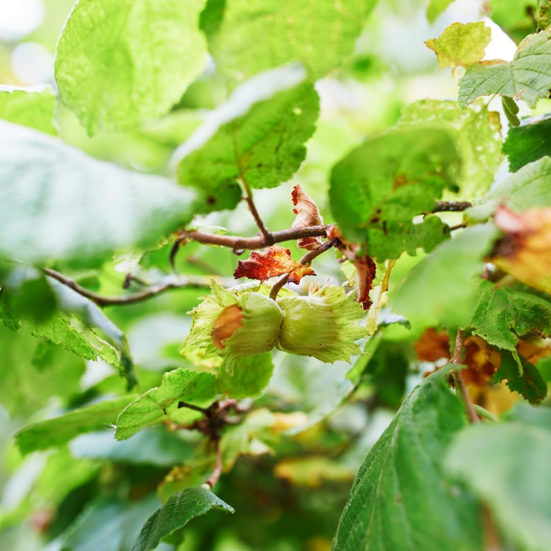 2 Hazelnut Tree Live Plant, 6-10" Tall, Low Maintenance Edible Shrub for Homeowners, Cold-Hardy Starter for Sweet Roasting Nuts & Pralines