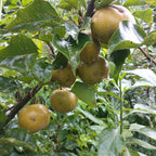 (No Ship to CA, HI, AK) Korean Giant Asian Pear | 3 Gallon Pot | 30-36 Inches Tall Live Fruit Tree | High-Yielding Crisp Sweet Fruit | Low Maintenance Tree for Landscapes