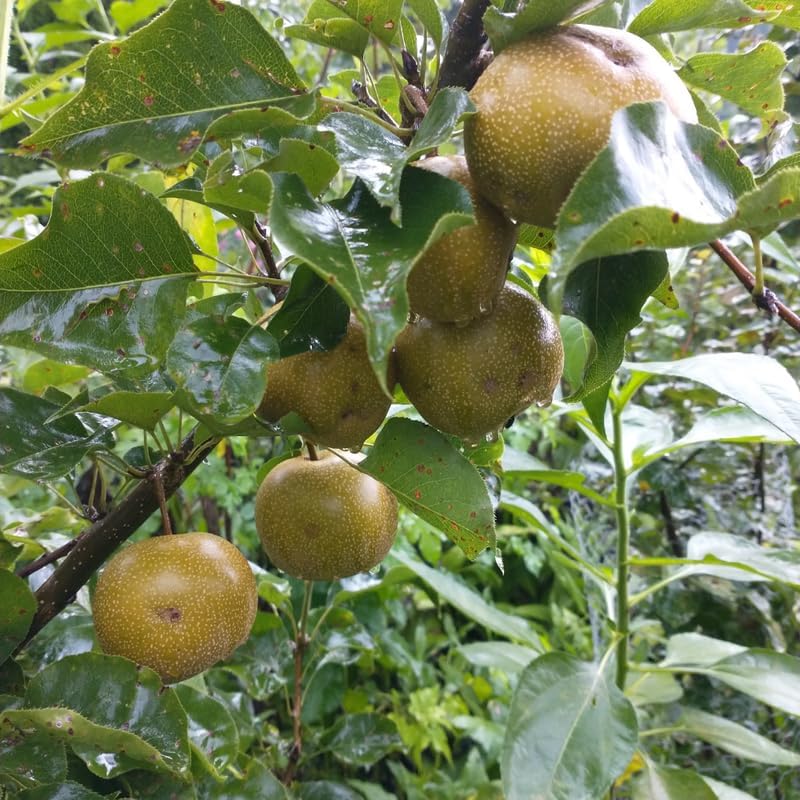 (No Ship to CA, HI, AK) Korean Giant Asian Pear | 3 Gallon Pot | 30-36 Inches Tall Live Fruit Tree | High-Yielding Crisp Sweet Fruit | Low Maintenance Tree for Landscapes