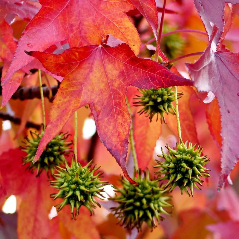 Set 5 Sweet Gum Plants Live – 6–12 Inch Trees | Hardy, Fast-Growing Outdoor Shade Trees