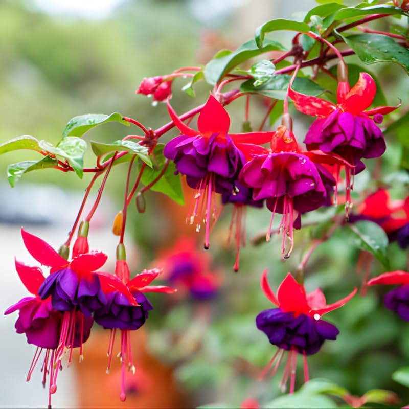 2 Fuchsia Plants Live, Dark Blue & Red Fuchsia, 6-12 Inch Tall, Blue Eye Variety, Trailing Flowering Plant, Ideal for Hanging Baskets