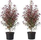 2 Red Chokecherry Trees Live Plants, 2.5 Inch Pot, Hardy, Fast Growing Choke Cherry Tree, Ornamental Red Foliage, Ready for Planting Outdoor