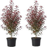 2 Red Chokecherry Trees Live Plants, 2.5 Inch Pot, Hardy, Fast Growing Choke Cherry Tree, Ornamental Red Foliage, Ready for Planting Outdoor