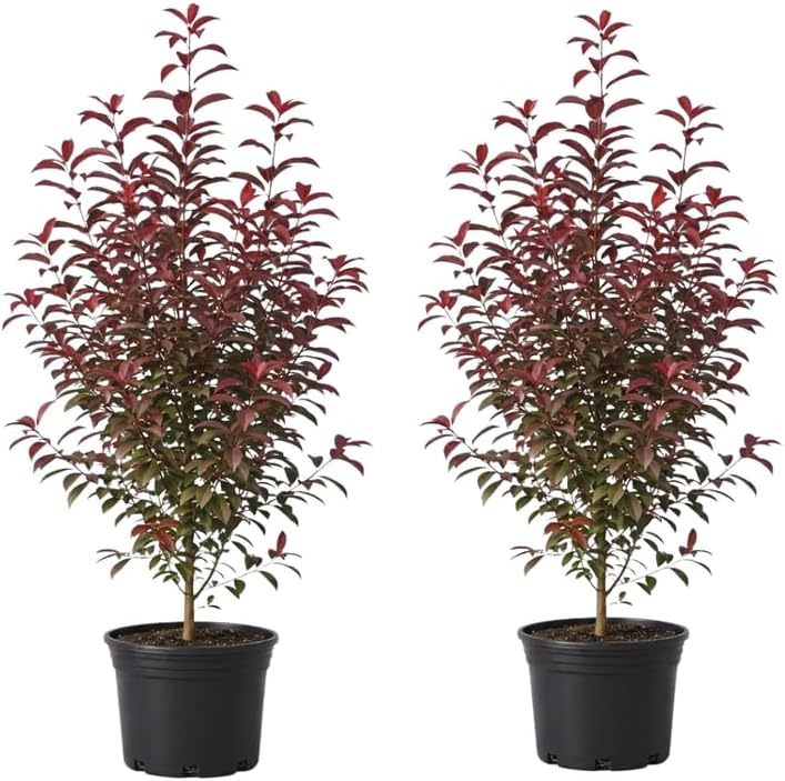 2 Red Chokecherry Trees Live Plants, 2.5 Inch Pot, Hardy, Fast Growing Choke Cherry Tree, Ornamental Red Foliage, Ready for Planting Outdoor