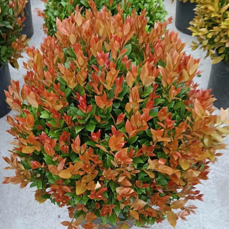10 Dwarf Nandina Live Plants | 2.5-Inch Pot | Nandina Shrubs for Outdoor Growing | Suitable for Borders, Containers, and Walkways