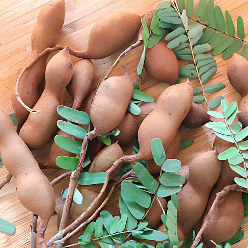 No Ship to CA, HI, AK, Sour Tamarind Tree Live Plant, 2-3 Foot Tall Potted Plant, 3 Gallon Size, Easy Care Tropical Greenery, Fruit Tree for Home Landscapes