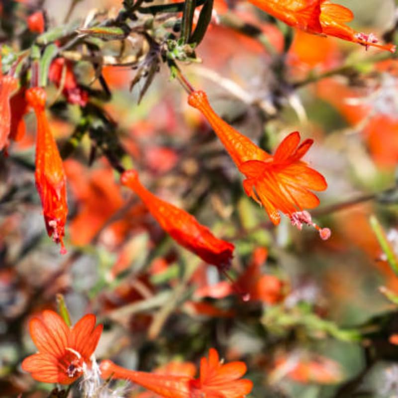 Fuchsia Plants Live, Gold and Red Foliage, 6-12 Inch Tall, Autumnale Variety, Trailing Flowering Plant, Ideal for Hanging Baskets