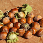 Hazelnut Tree Live Plant,6-10" Potted Nut Starter, Sturdy Cold-Hardy Edible Shrub for Home Landscapes, Sweet Crunchy Nuts & Low Maintenance Hedge