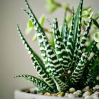 2 Haworthia Succulent Plant Live, Zebra Succulent Plant in 2 Inch Pot Size, Small Decorative Plant for Bright Indoor Areas