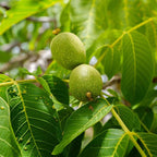 Black Walnut Trees Live Plants, 12-18 Inch Tall in 4" Pot, Low Maintenance Native Nut Plant, Robust Well-Rooted Starter Tree
