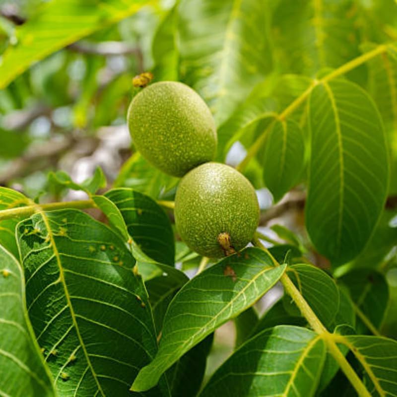 Black Walnut Trees Live Plants, 12-18 Inch Tall in 4" Pot, Low Maintenance Native Nut Plant, Robust Well-Rooted Starter Tree