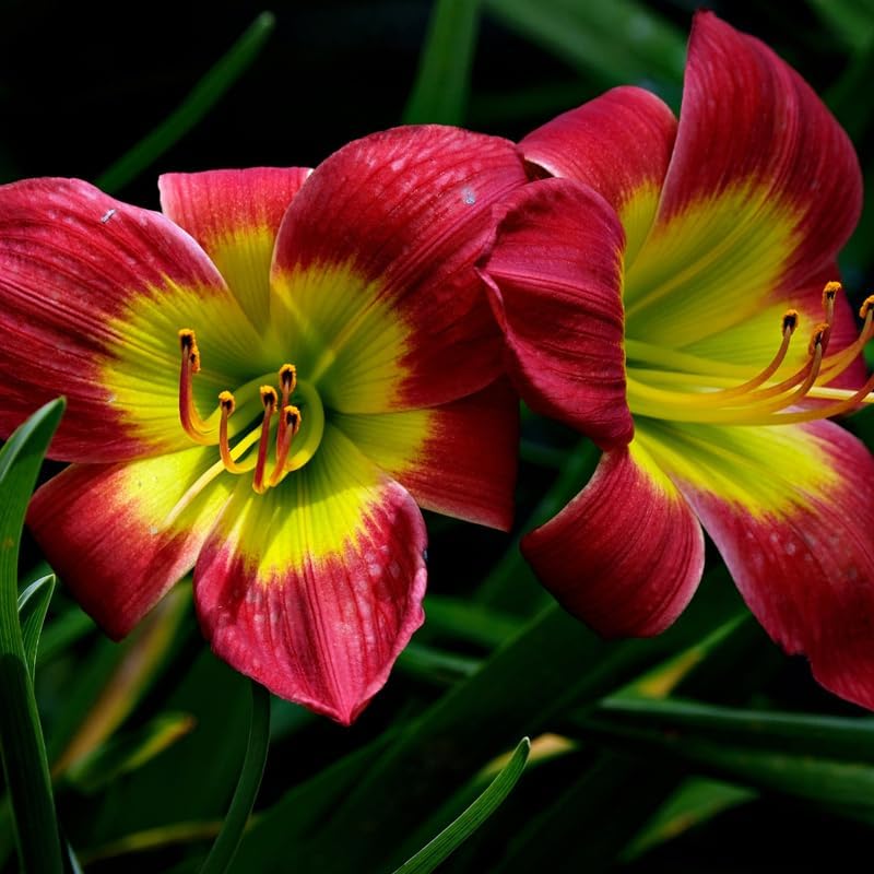 6 Red Volunteer Daylily Plant Bare Root Fans, Long-Lasting Daylilies, Fast Growing Perennial Flowers for Borders, Containers, and Landscaping