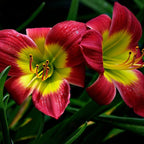 6 Red Volunteer Daylily Plant Bare Root Fans, Long-Lasting Daylilies, Fast Growing Perennial Flowers for Borders, Containers, and Landscaping