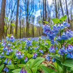 10 Virginia Bluebells Roots, Easy Care Bluebell Wild Flower, Hardy Perennial Plant with Soft Pastel Blue Bloom for Shade Gardens & Woodland Beds