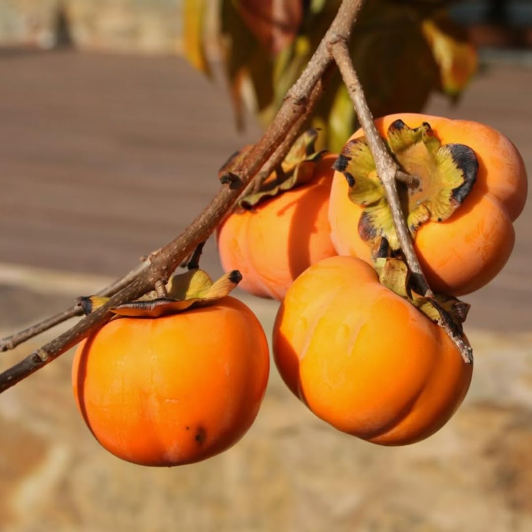 4 American Persimmon Tree Live Plant in 12 – 24 Inch Tall Potted | Native Persimmon Fruit Trees | Outdoor Fruit Tree for Home Garden, Backyard Planting & Landscape Use
