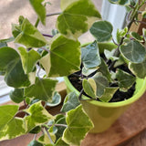 Wax Ivy Live Plants in 4 Inch Pot | Hardy Variegated English Ivy Indoor Plant for Fresh Home | Low-Maintenance Houseplant Ideal for Home Décor