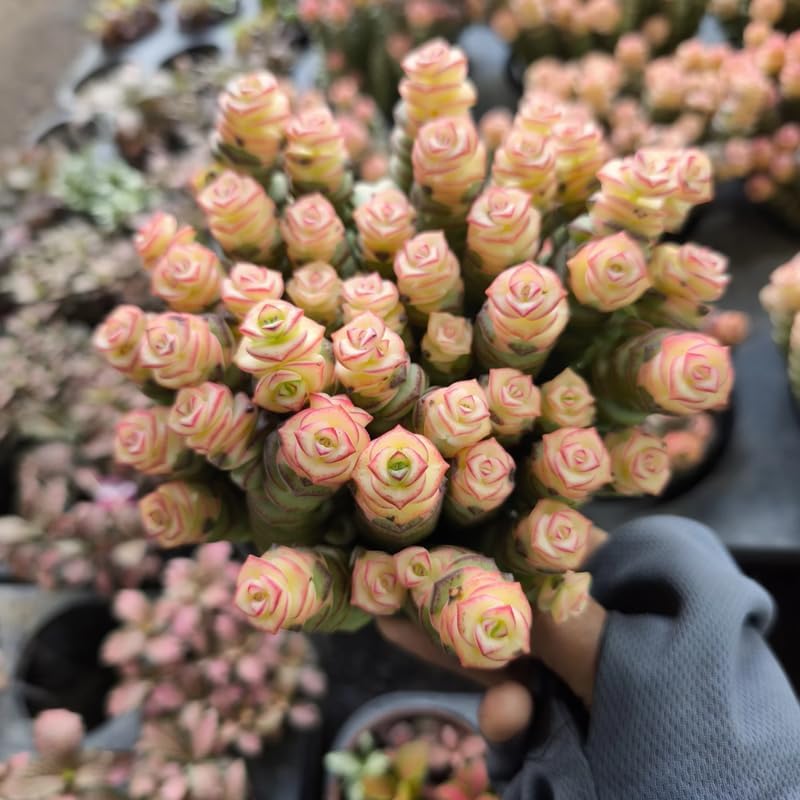 Crassula Baby’s Necklace Live Plant in 2" Inch Pot | Rare Succulent | Live String of Buttons Trailing Succulent | Rare House Plant for Home & Office Décor