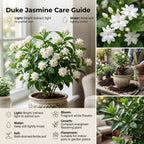 (No Ship to CA,HI,AK) Duke Jasmine Live Plant in 2 Gallon Pot, Vigorous Fragrant Flowering Shrub with Double White Blooms, Sturdy Low Maintenance Plant for Patios & Home Landscapes