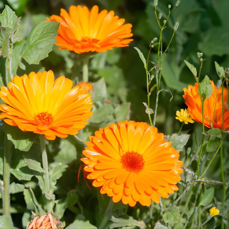 2 Orange Calendula Plants Live, 3-4 Inch Bare Root Size, Low Maintenance Flowering Herb for Sunny Landscapes and Pots