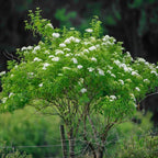 2-Pack Black Elderberry Rooted Cuttings | 8-12" Bare Root Live Plant Seedlings | Fast-Growing Fruit Bearing Shrubs