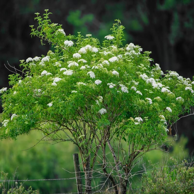 2-Pack Black Elderberry Rooted Cuttings | 8-12" Bare Root Live Plant Seedlings | Fast-Growing Fruit Bearing Shrubs