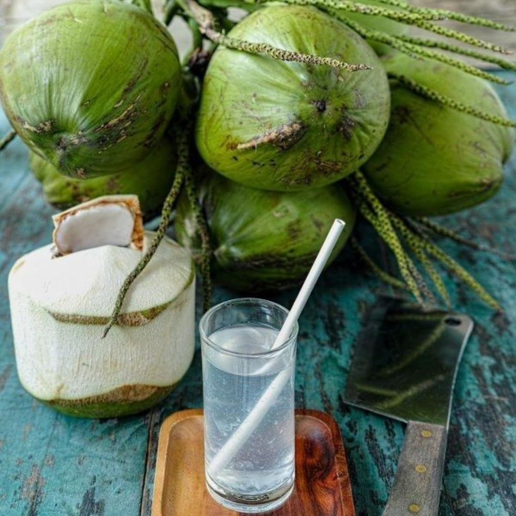 Green Coconut Tree for Planting | 2.5–3 Ft Live Potted Tropical Tree | Sweet Edible Coconuts for Home Gardens, Patios & Containers | No Ship to CA,HI,AK