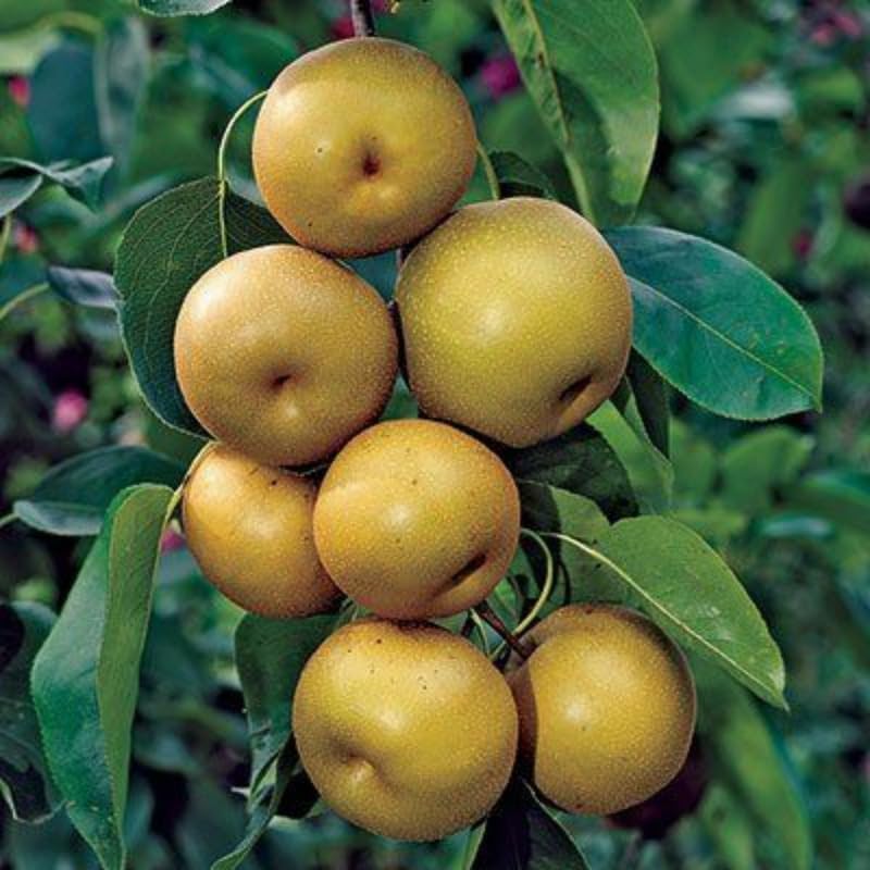 (No Ship to CA, HI, AK) Korean Giant Asian Pear | 3 Gallon Pot | 30-36 Inches Tall Live Fruit Tree | High-Yielding Crisp Sweet Fruit | Low Maintenance Tree for Landscapes