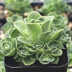 Mountain Rose Succulent (Greenovia Dodrentalis) | 2" Potted Live Plant | Low Maintenance Desk Plant for Modern Interiors
