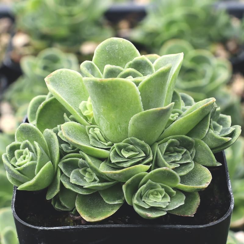 Mountain Rose Succulent (Greenovia Dodrentalis) | 2" Potted Live Plant | Low Maintenance Desk Plant for Modern Interiors