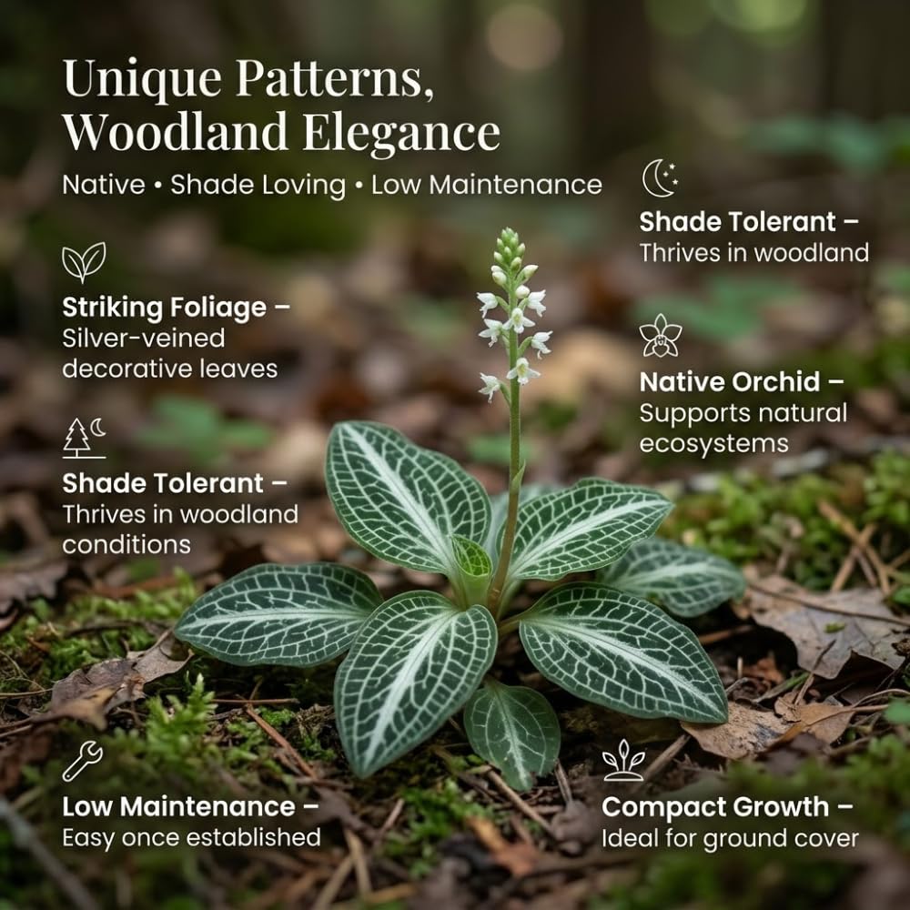 10 Rattlesnake Orchid Roots, Goodyera Pubescens, Low Maintenance Plant, Evergreen Perennial Orchid for Shady Gardens