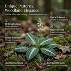 5 Rattlesnake Orchid Roots, Goodyera Pubescens, Low Maintenance Plant, Evergreen Perennial Orchid for Shady Gardens