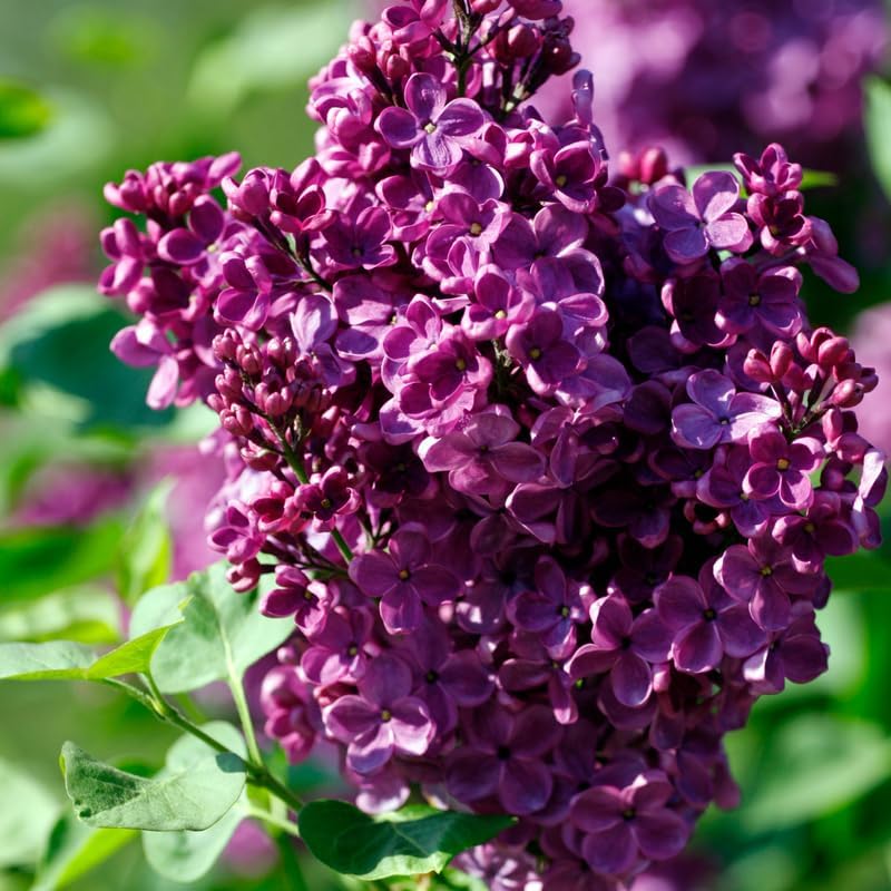 Purple Lilac Bush Live Plant in Medium Pot, 8-12" Tall Fast Growing Lilac Plants Live, Easy Care, Fragrant Flowering Shrubs, Perfect for Gardens & Landscaping