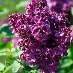 Purple Lilac Bush Live Plant in Medium Pot, 8-12" Tall Fast Growing Lilac Plants Live, Easy Care, Fragrant Flowering Shrubs, Perfect for Gardens & Landscaping