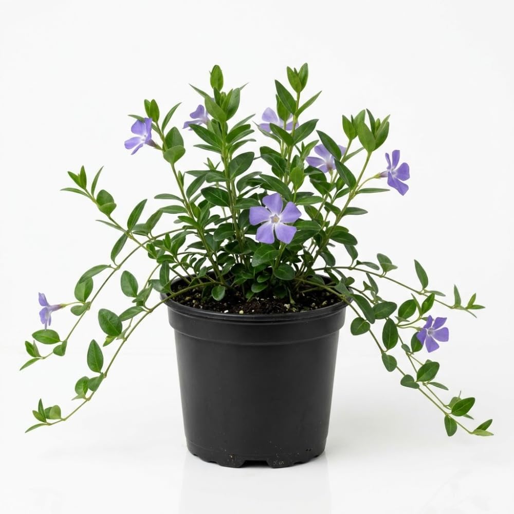 Vinca Plants - Vinca Minor, 4 Inch Size, Low Maintenance Evergreen Vine for Erosion Control and Shady Borders