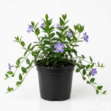 Vinca Minor Ground Cover Plants, Periwinkle Plants Live, 4 Inch Pot, Evergreen Groundcover Vine with Purple Flowers
